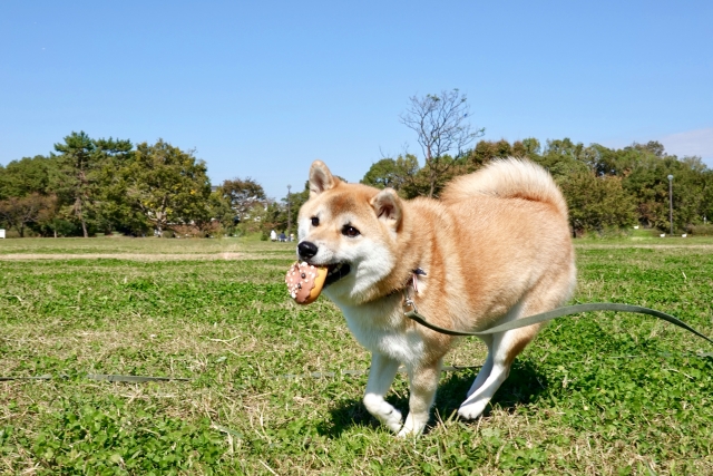 わんちゃんのfirst toy初めてのおもちゃは何がよい?
