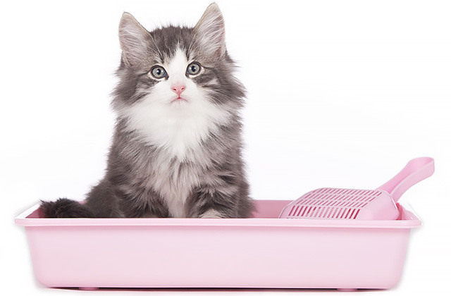 猫がトイレではない場所で排泄をするトイレトラブルの原因と対策法!