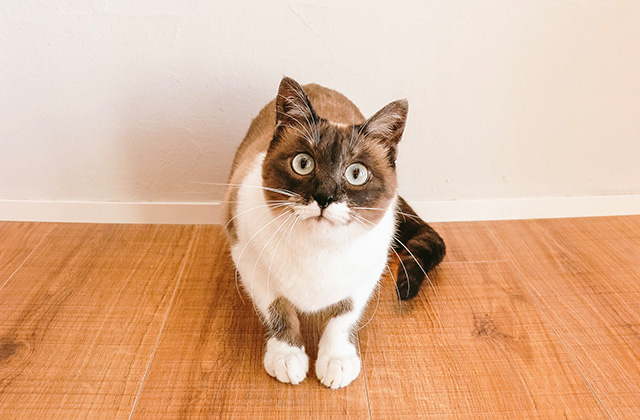 猫がトイレではない場所で排泄をするトイレトラブルの原因と対策法!