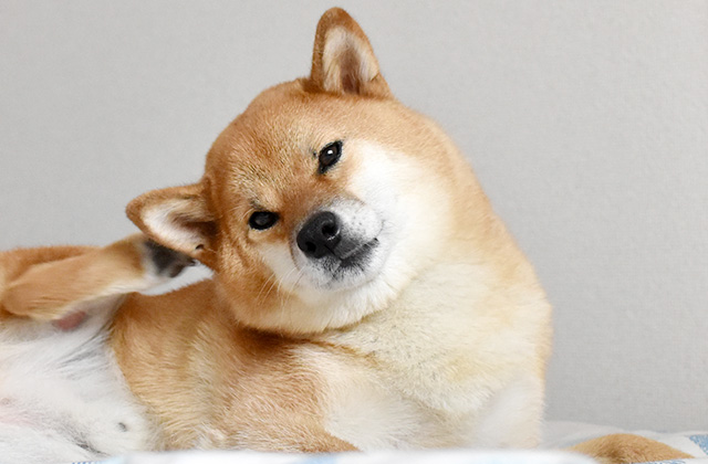 抜け毛が多い犬種とは? 室内で犬を飼うときの抜け毛対策