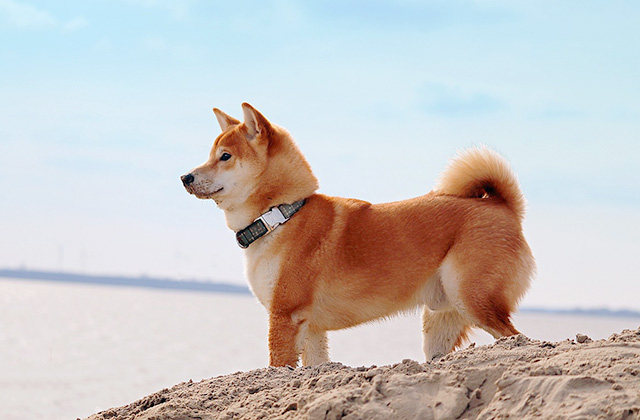 しっぽを振るのは嬉しいから? しっぽの位置から考える犬の気持ち