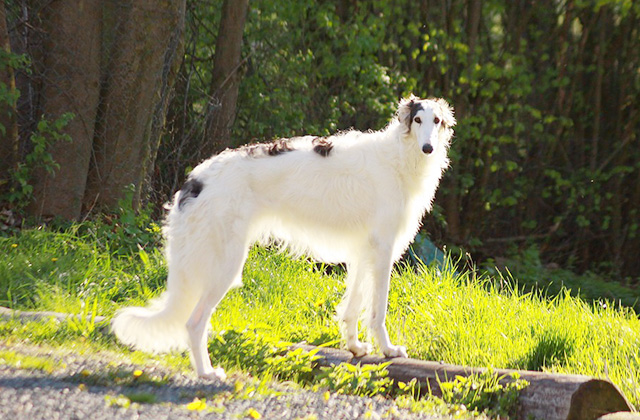 しっぽを振るのは嬉しいから? しっぽの位置から考える犬の気持ち