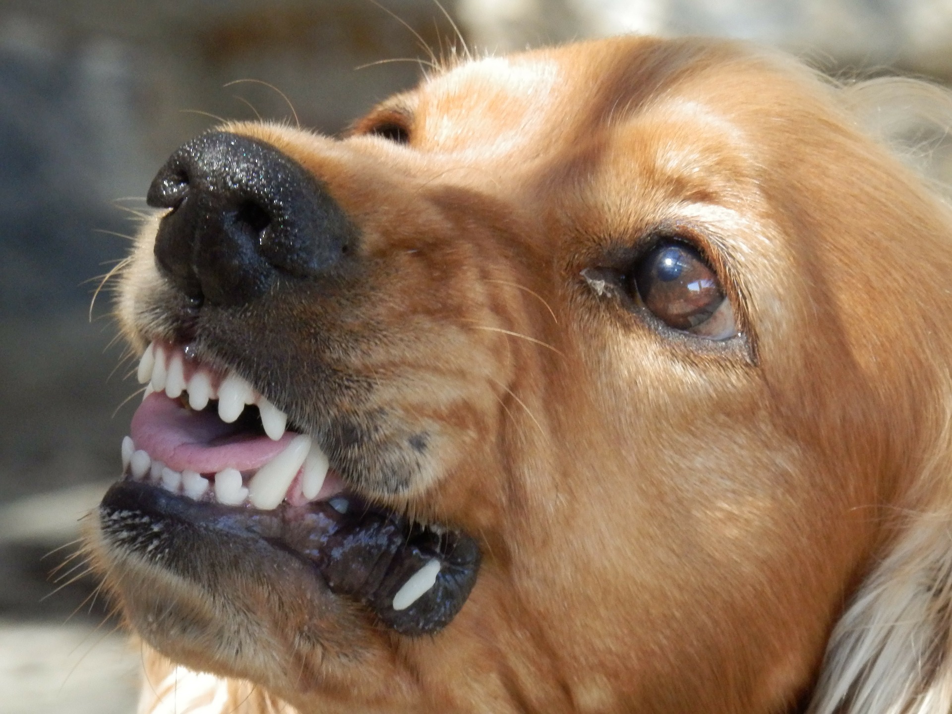 愛犬の噛み癖は成犬でも直るの?しつけの工夫