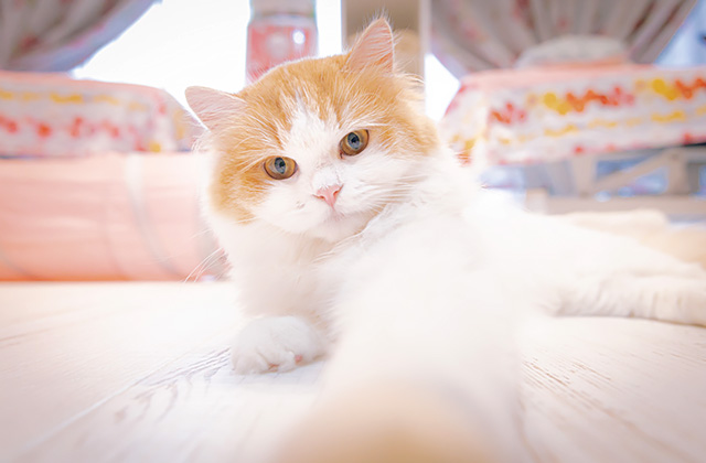 猫は爪を研ぐのに爪切りも必要? 嫌がって暴れる猫の爪を切るコツ