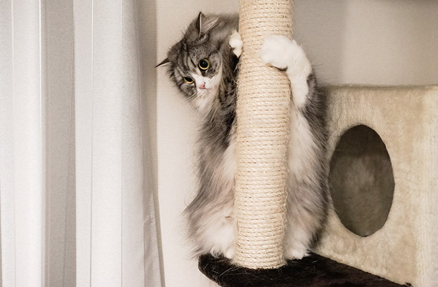猫は爪を研ぐのに爪切りも必要? 嫌がって暴れる猫の爪を切るコツ