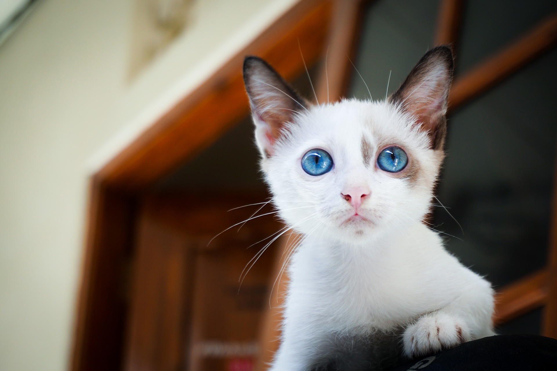 愛猫が逃走してしまった!迷子になった猫を呼び戻すには?