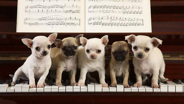 人も犬も高齢化「犬の老化の色々なサイン」日々のチェックを大切に。