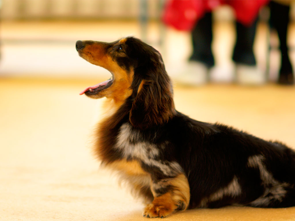 人も犬も高齢化「犬の老化の色々なサイン」日々のチェックを大切に。