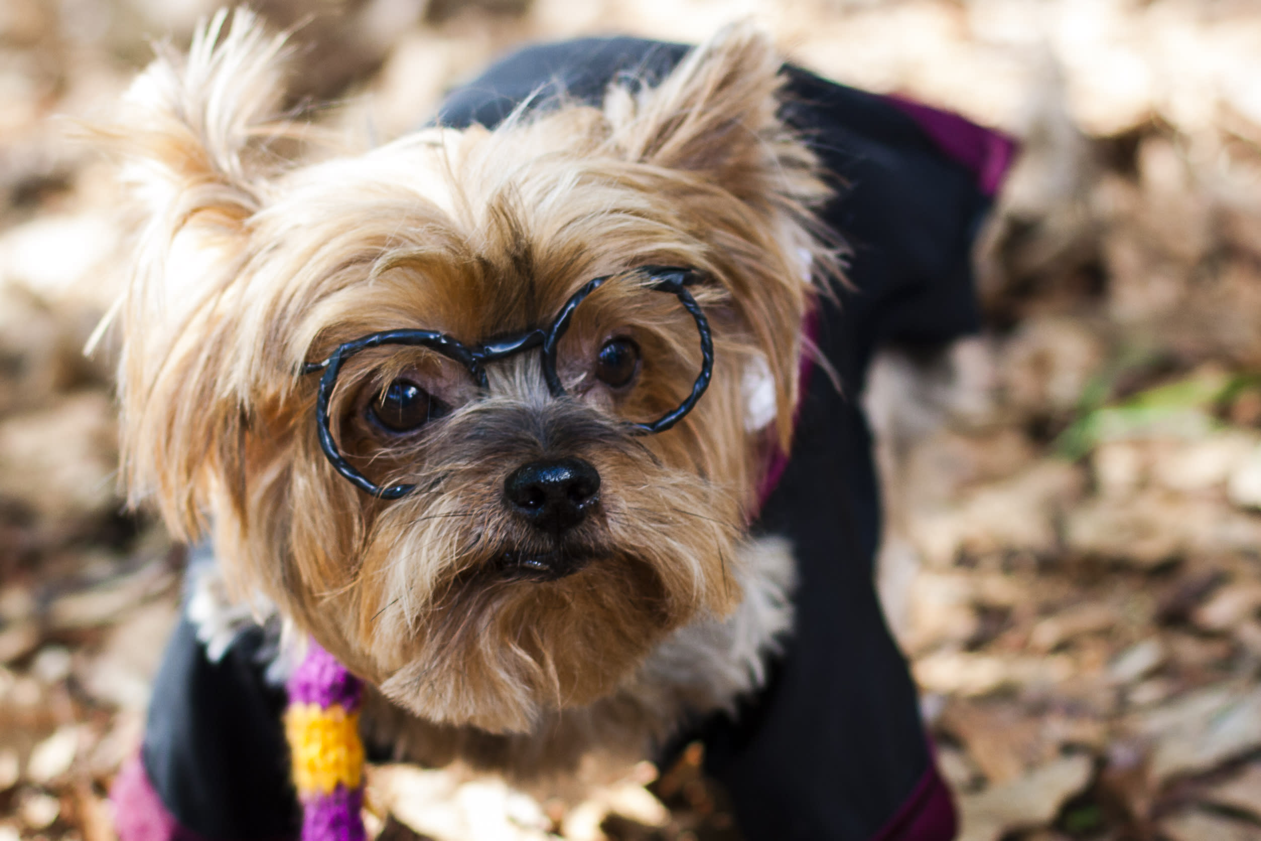 人も犬も高齢化「犬の老化の色々なサイン」日々のチェックを大切に。