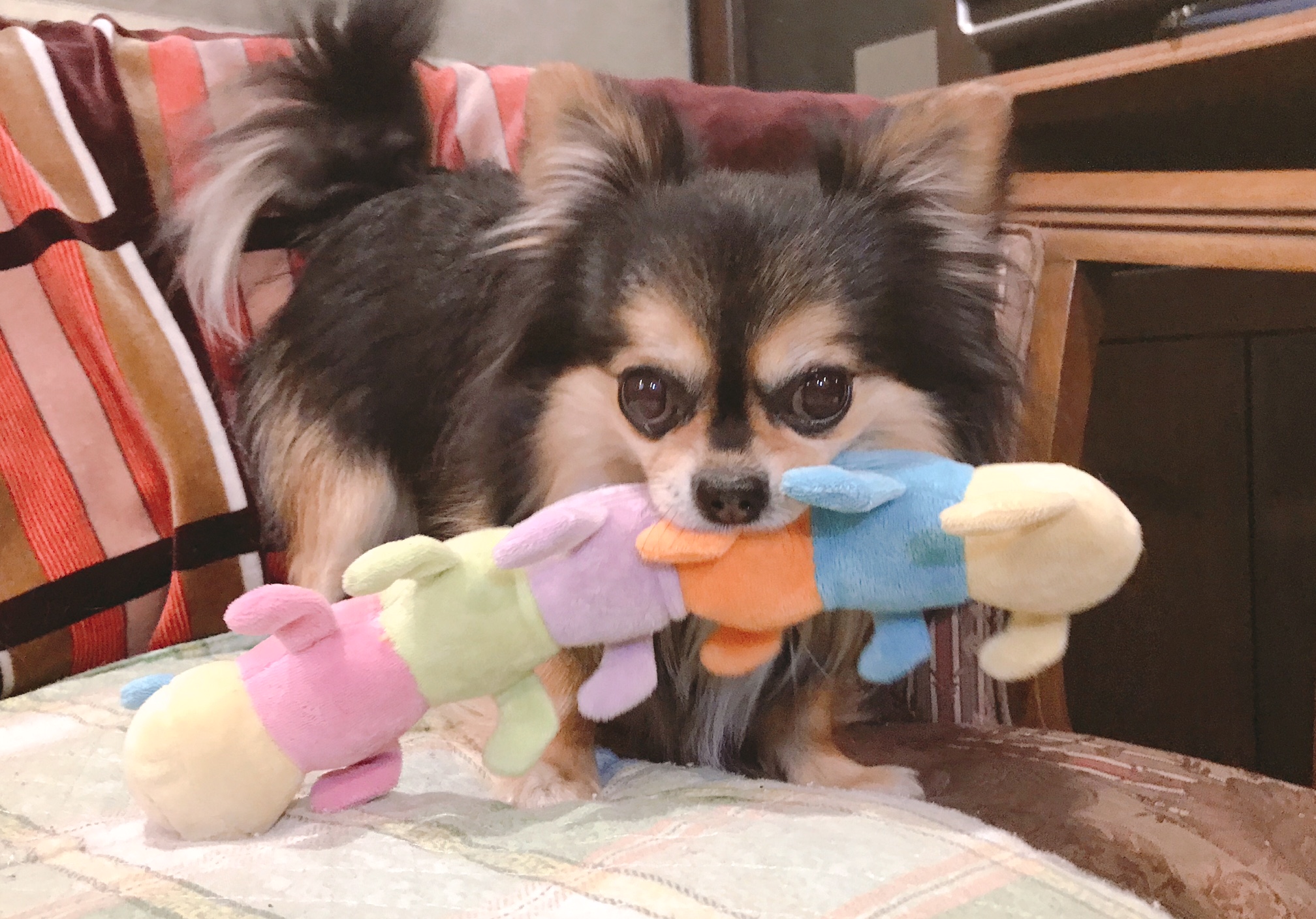 人も犬も高齢化「犬の老化の色々なサイン」日々のチェックを大切に。