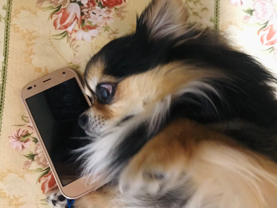 犬の救命救急「飼い主も知っておこう」いざという時あなたが出来る事