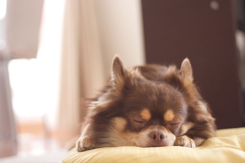 チワワに多い病気は?チワワがなりやすい症状~頭からシッポまで~