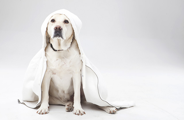 愛犬が手足を噛んではげてしまう舐性皮膚炎 ストレスの原因と対策法