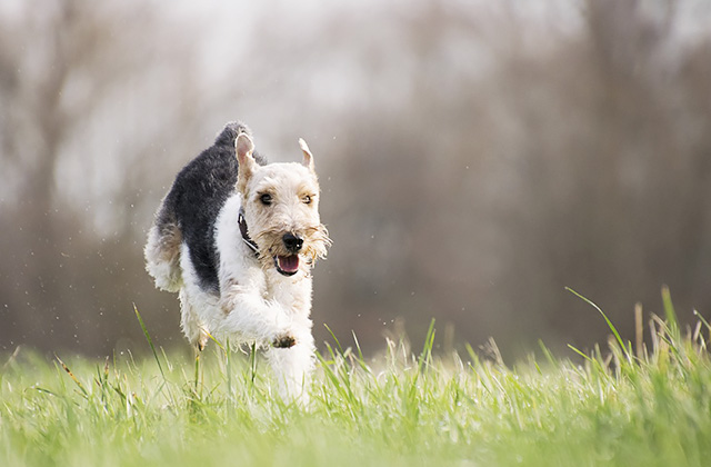 愛犬が手足を噛んではげてしまう舐性皮膚炎 ストレスの原因と対策法