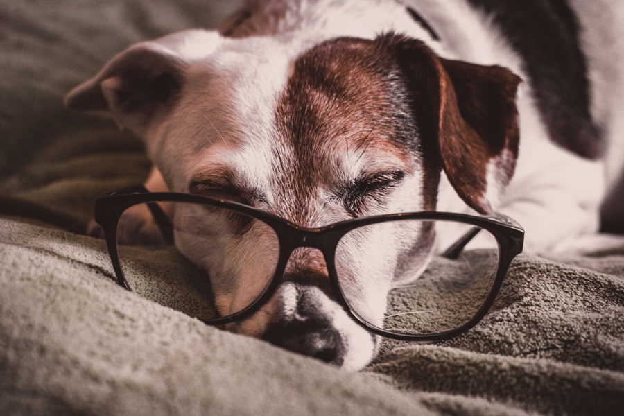 愛犬の眼を守ろう! いつまでも見つめあえるように失明を防ごう!