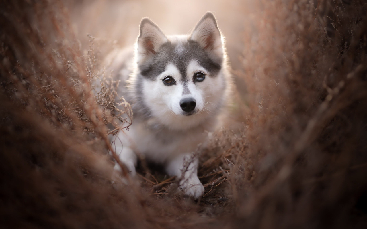 愛犬の眼を守ろう! いつまでも見つめあえるように失明を防ごう!