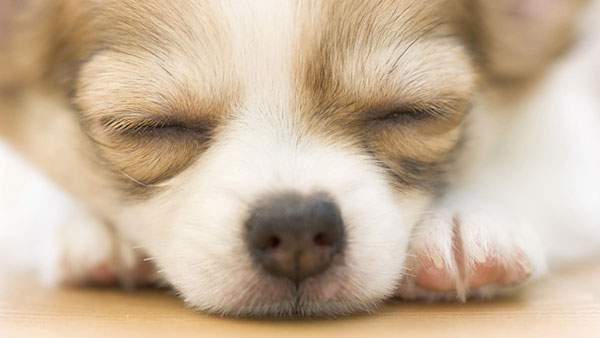 愛犬の眼を守ろう! いつまでも見つめあえるように失明を防ごう!