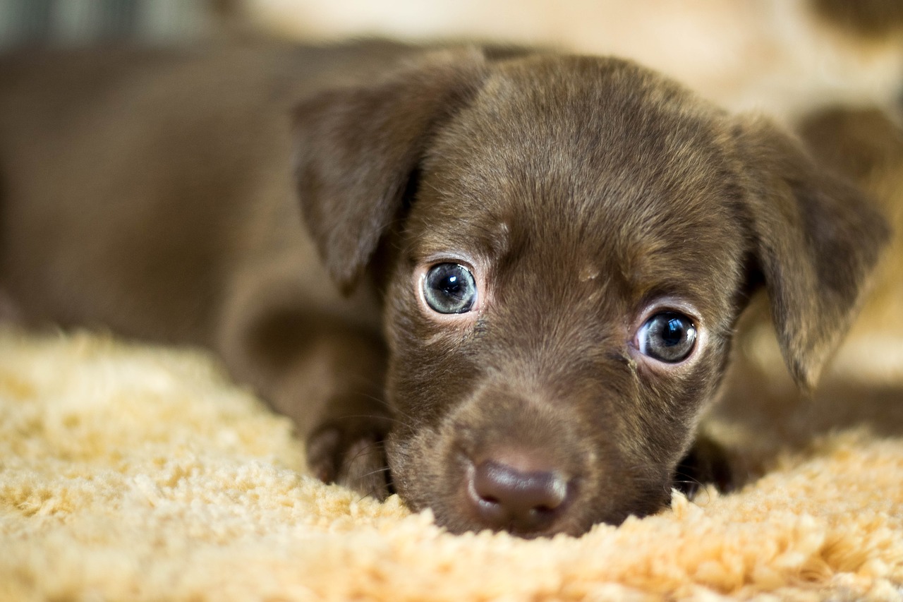 愛犬の眼を守ろう! いつまでも見つめあえるように失明を防ごう!