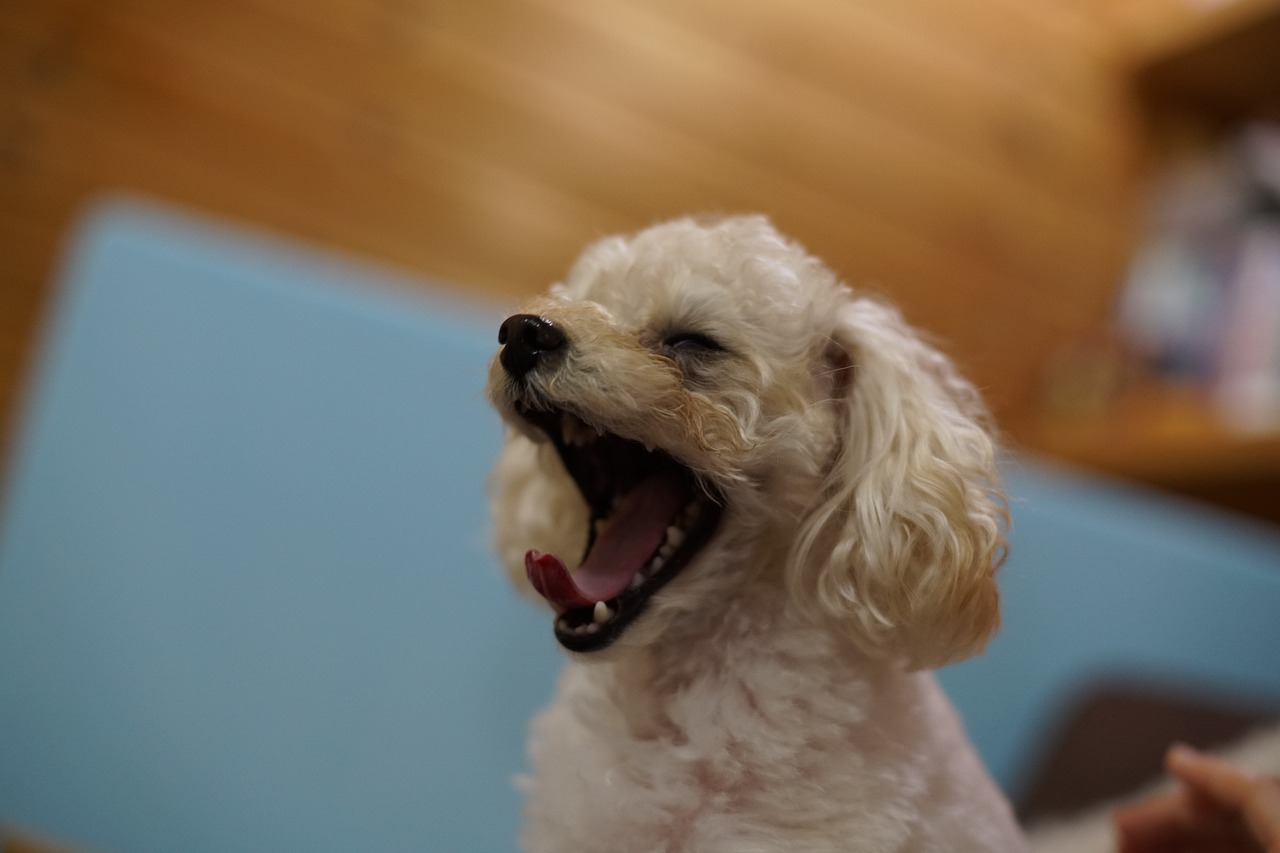 トイプードルに多い病気!?犬の糖尿病について詳しく解説