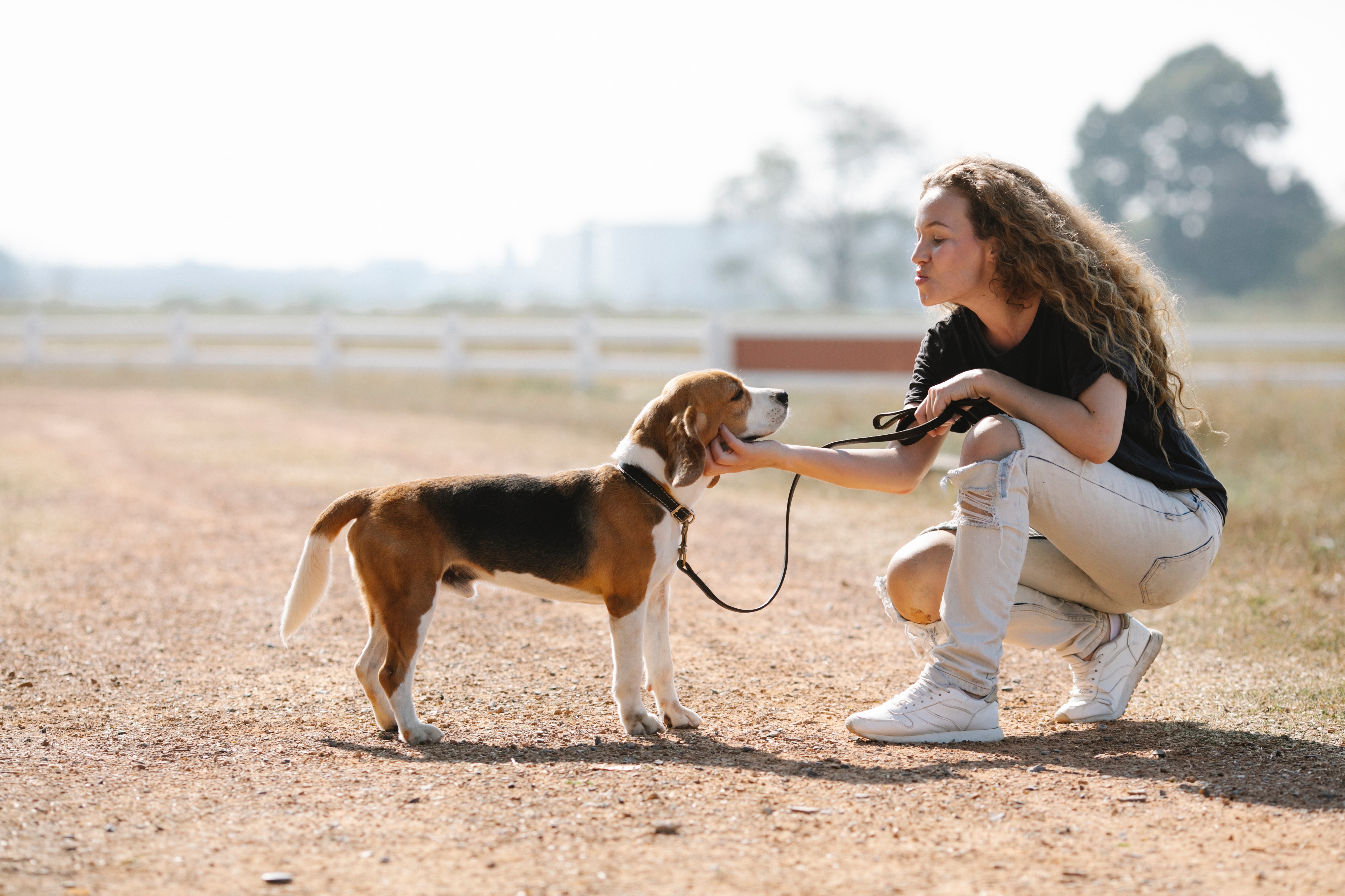 吐いて食欲が無い？犬の膵炎の症状、検査、治療、食餌を解説