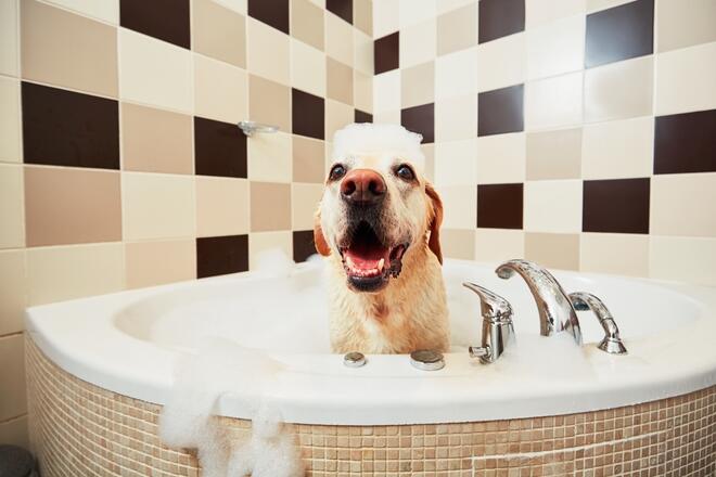 犬専用のシャンプーって必要なの?犬のシャンプーの選び方