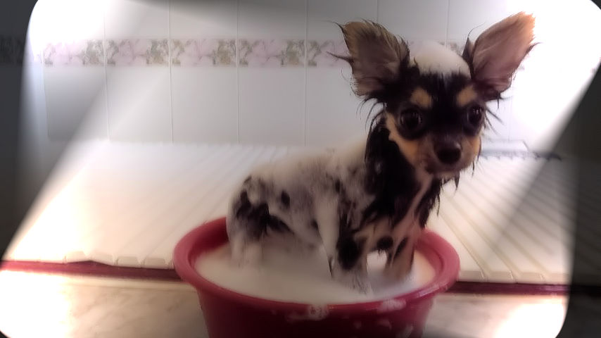 犬専用のシャンプーって必要なの?犬のシャンプーの選び方