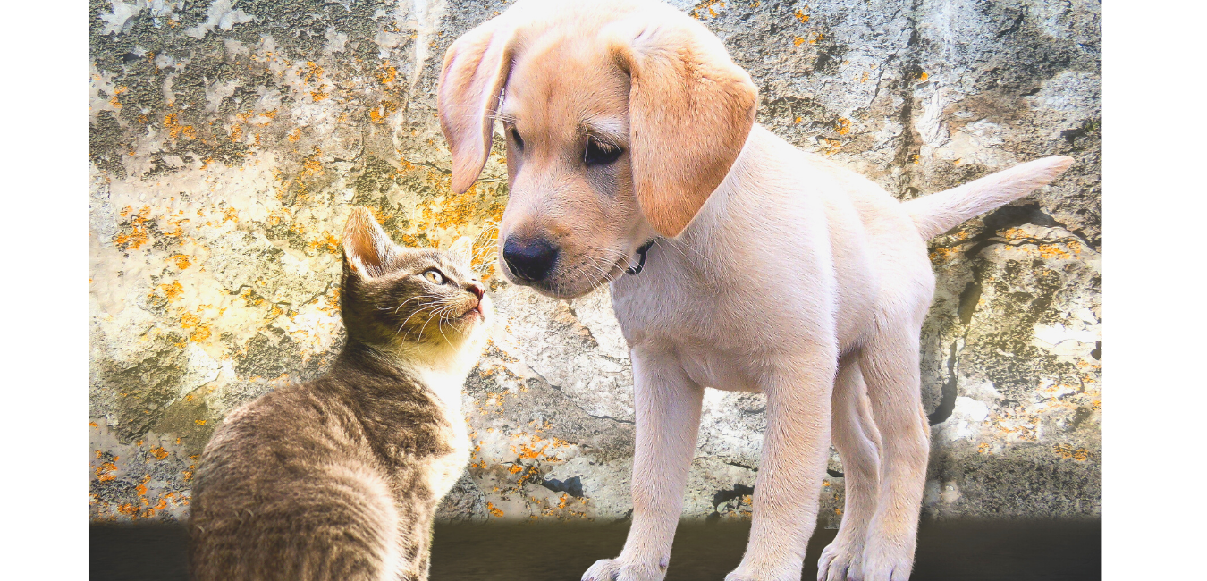 ペットをローンで飼う方は、その後の費用のイメージはありますか?