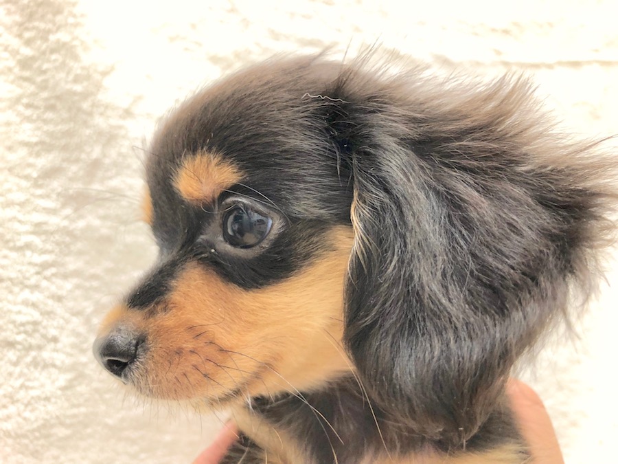 チワワのMIX犬って何種類ある?名前・呼び名や特徴について①前編
