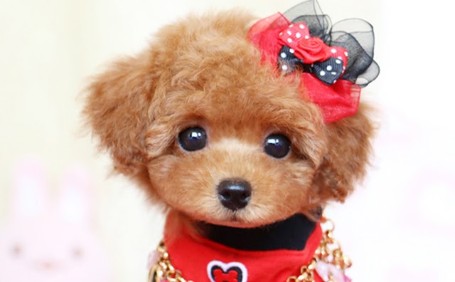 チワワのMIX犬って何種類ある?名前・呼び名や特徴について①前編