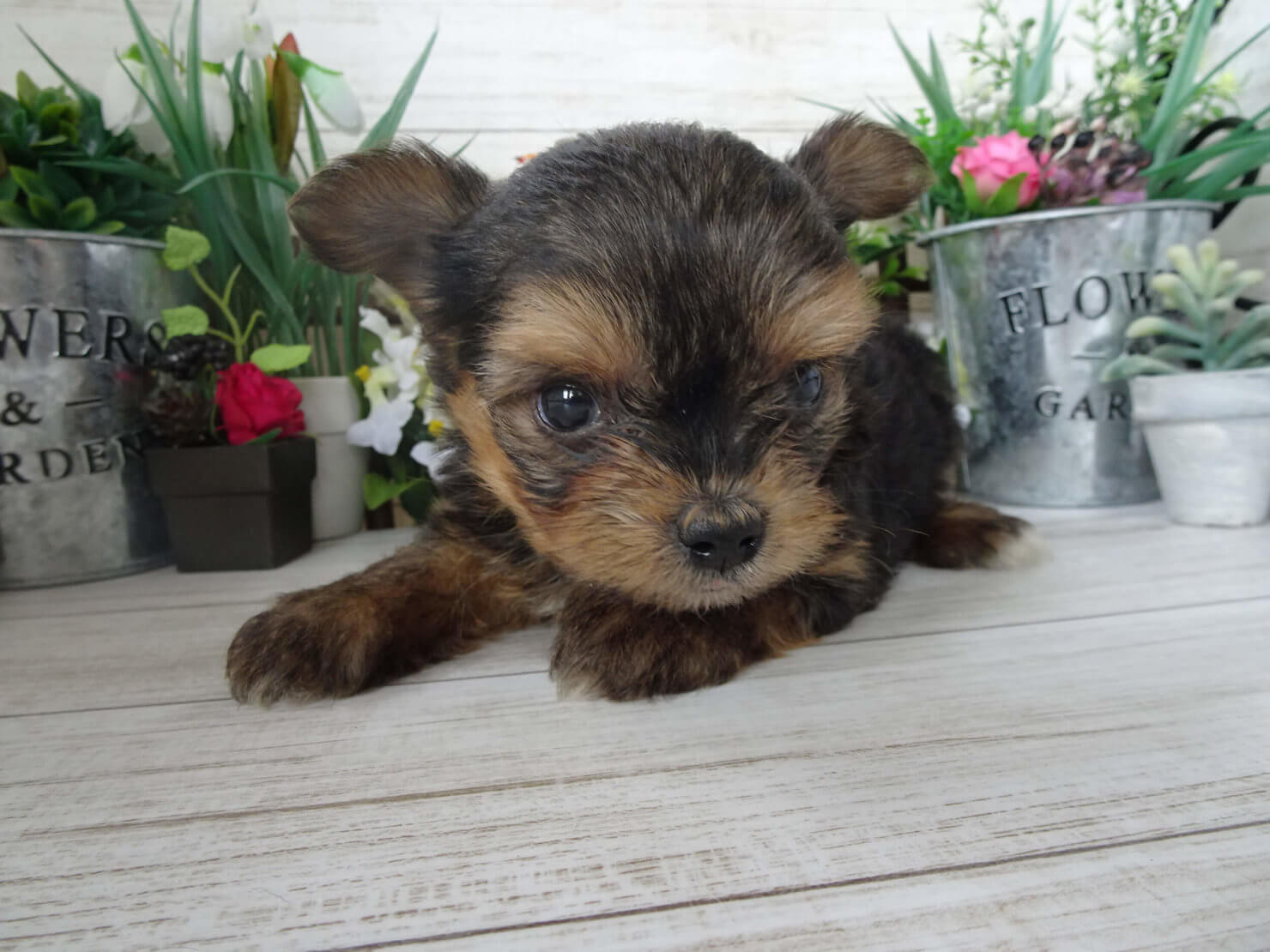 チワワのMIX犬って何種類ある?名前・呼び名や特徴について①前編