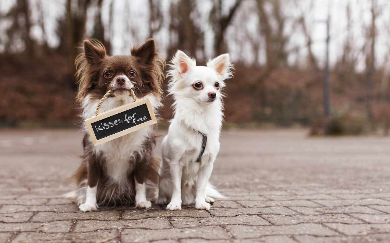 チワワのMIX犬って何種類ある?名前・呼び名や特徴について①前編