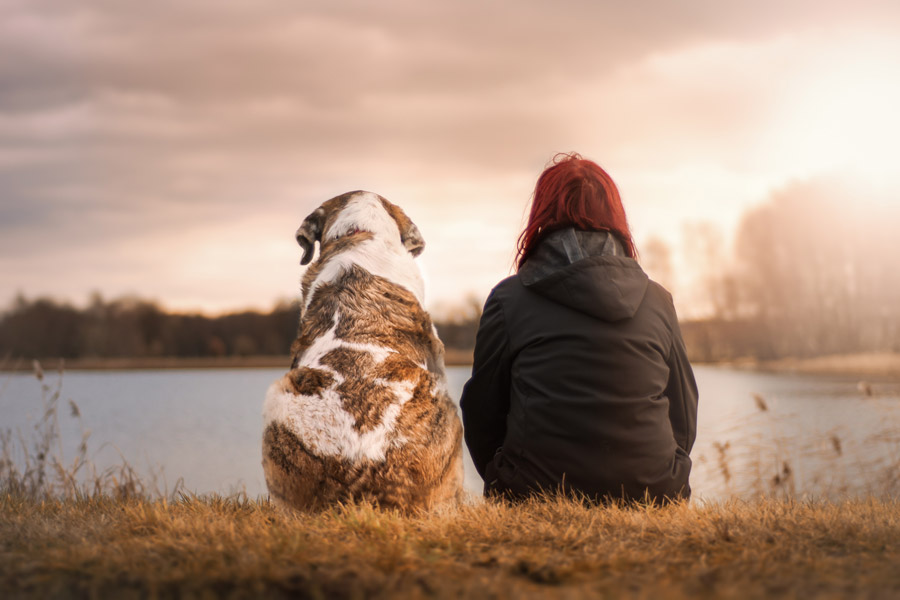 犬との距離感は大丈夫ですか?「かまうとき」「かまわないとき」