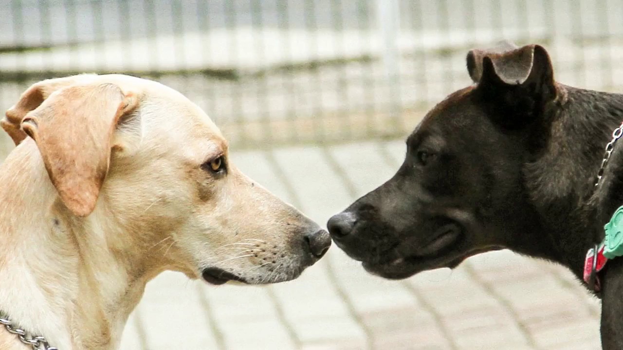 犬との距離感は大丈夫ですか?「かまうとき」「かまわないとき」