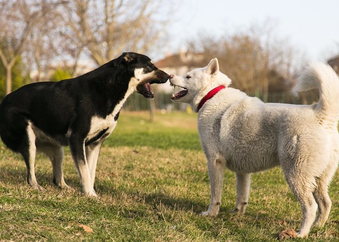 犬との距離感は大丈夫ですか?「かまうとき」「かまわないとき」