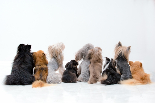 チワワのMIＸ犬って何種類ある?名前・呼び名や特徴について②後編