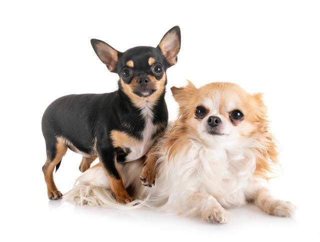 チワワのMIX犬って何種類ある?名前・呼び名や特徴について②後編