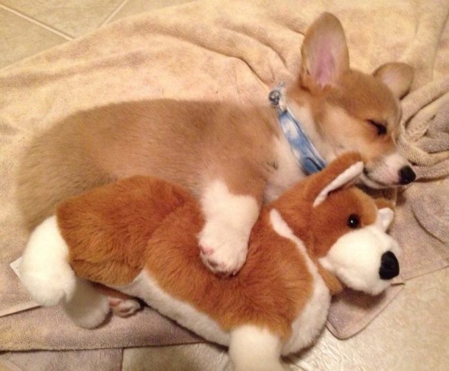 チワワのMIX犬って何種類ある?名前・呼び名や特徴について②後編
