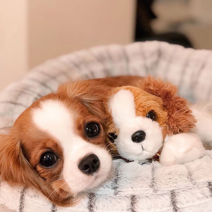 チワワのMIX犬って何種類ある?名前・呼び名や特徴について②後編