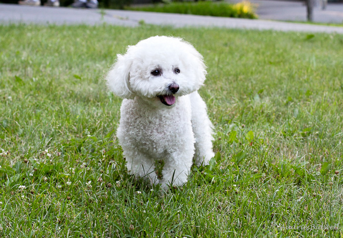 チワワのMIX犬って何種類ある?名前・呼び名や特徴について②後編