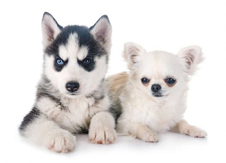 チワワのMIX犬って何種類ある?名前・呼び名や特徴について②後編