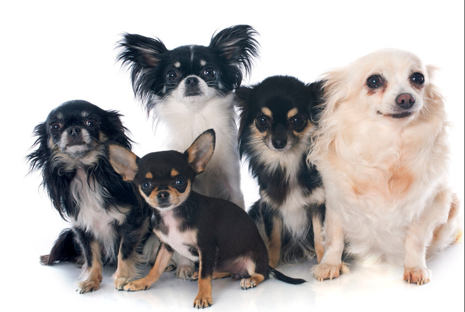 チワワのMIX犬って何種類ある?名前・呼び名や特徴について②後編