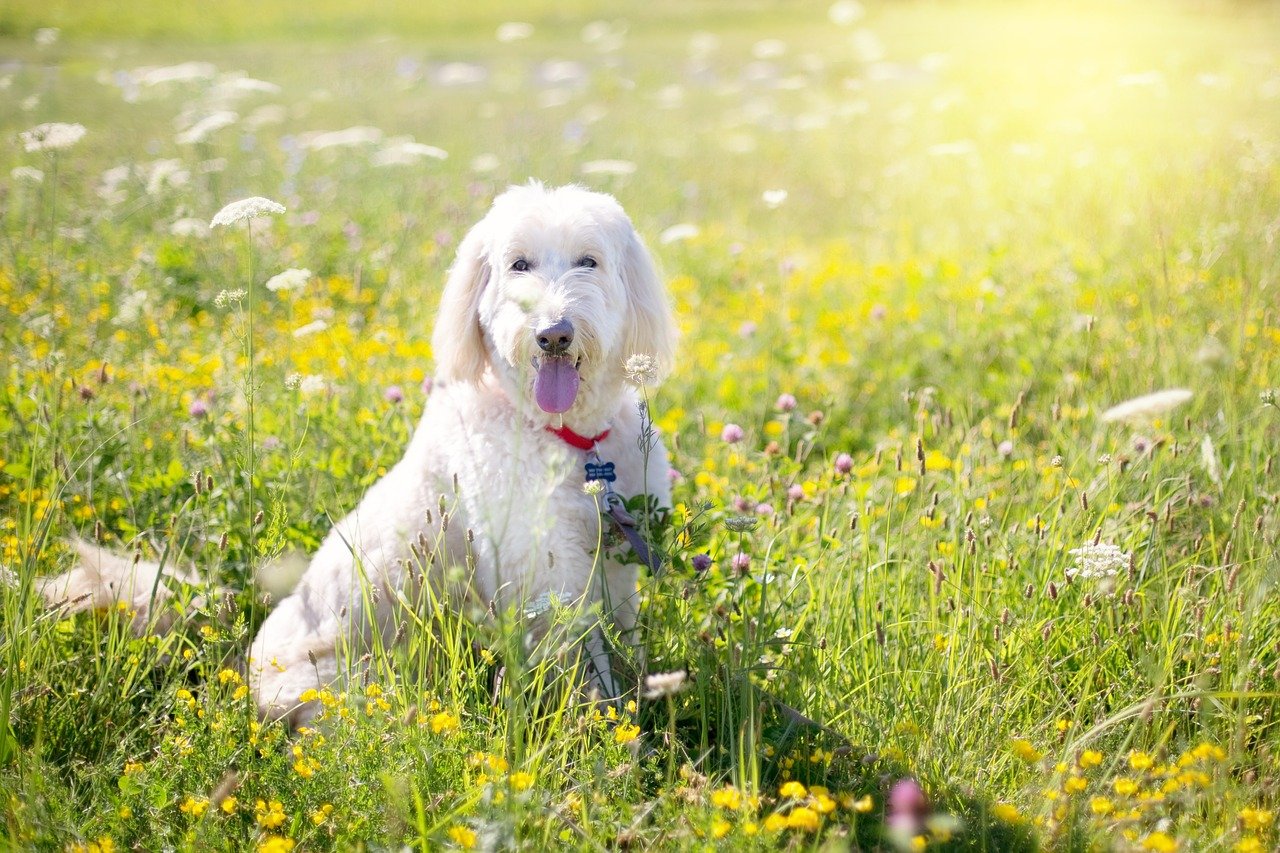 犬、猫にも腸活ブーム。腸内フローラの重要性を知って腸から健康に!