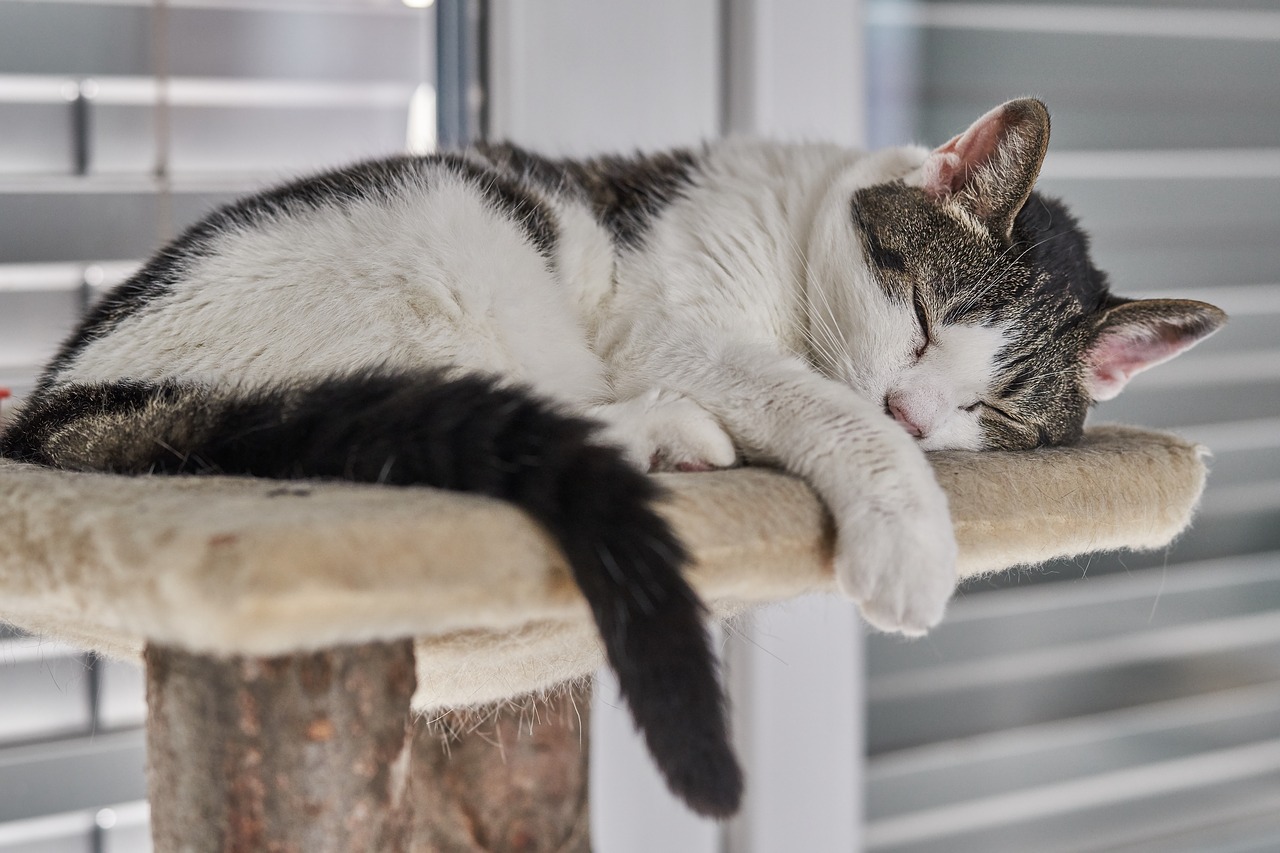 猫の食事は1日5回?!意外と知らない猫の飼育環境ガイドライン