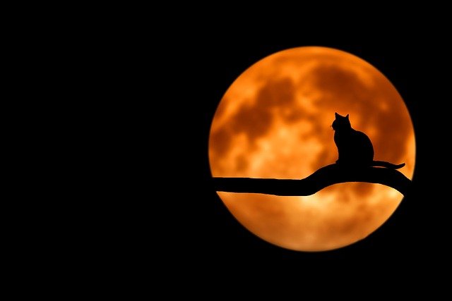 猫の食事は1日5回?!意外と知らない猫の飼育環境ガイドライン