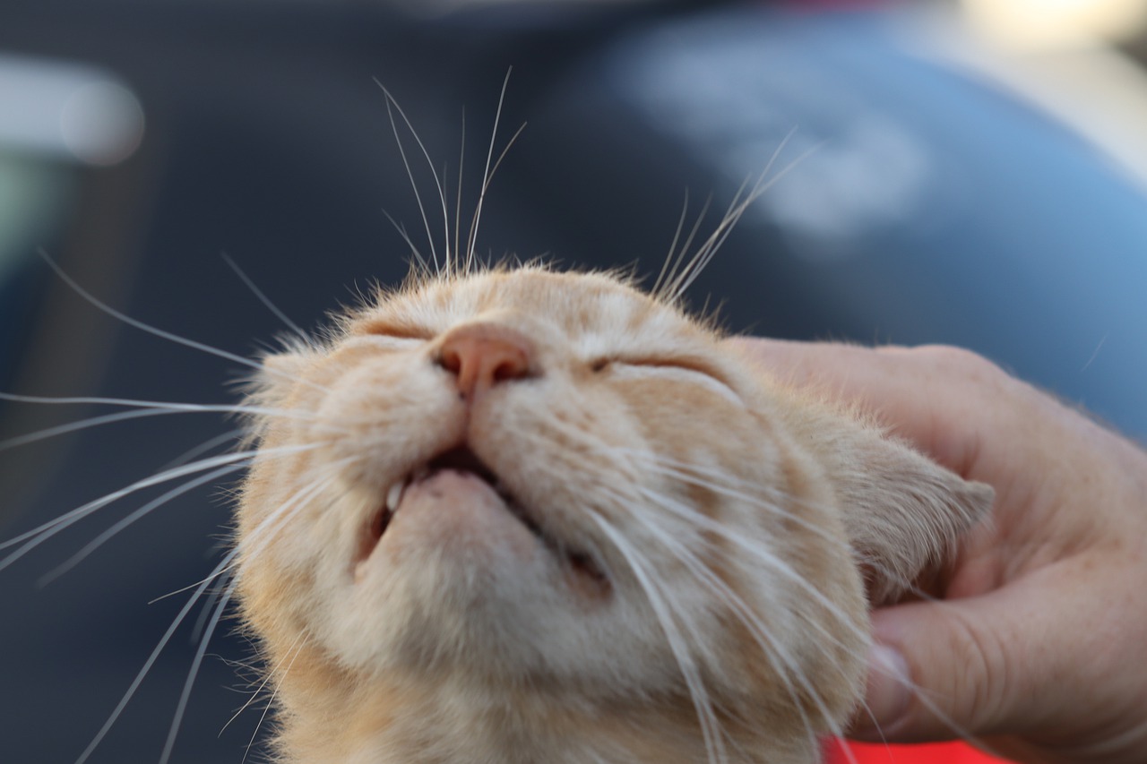 猫の食事は1日5回?!意外と知らない猫の飼育環境ガイドライン