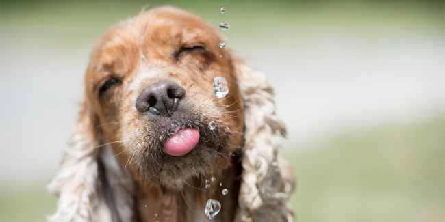 犬が1日に必要な水分量は?飲みすぎや飲まないときに考えられる原因