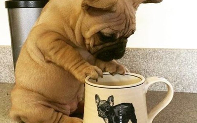 犬が1日に必要な水分量は?飲みすぎや飲まないときに考えられる原因