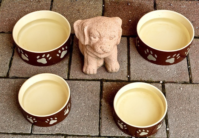 犬が1日に必要な水分量は?飲みすぎや飲まないときに考えられる原因