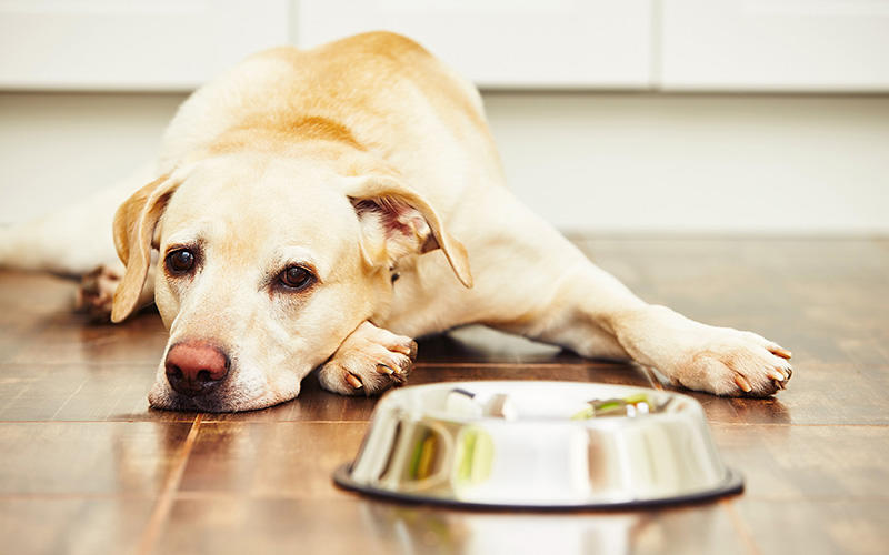 犬が1日に必要な水分量は?飲みすぎや飲まないときに考えられる原因