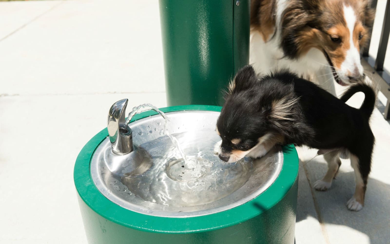 犬が1日に必要な水分量は?飲みすぎや飲まないときに考えられる原因
